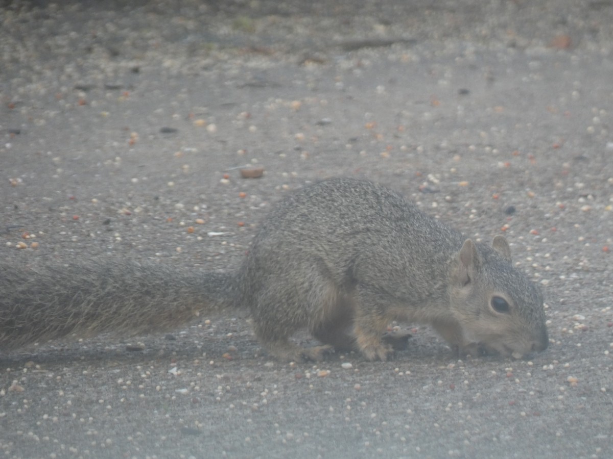 Mamíferos - ML646767410