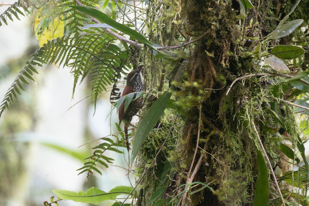 Anabasitte perlée - ML646767411