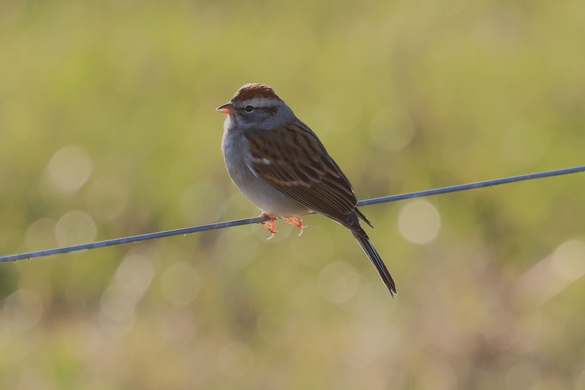 Bruant familier - ML646767412