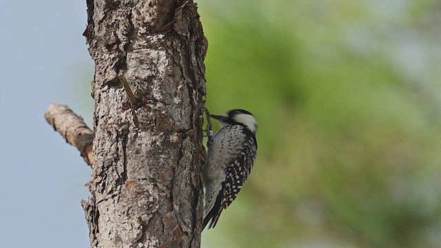 Кокардовый дятел - ML646767413