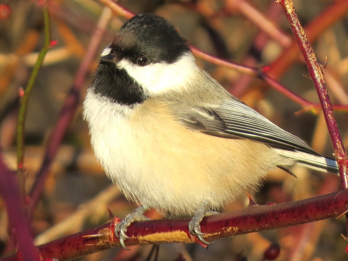 Mésange à tête noire - ML646767414