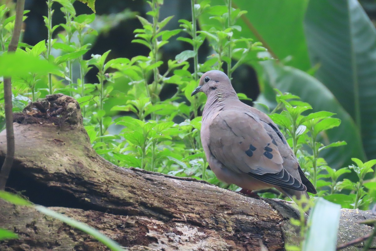 Tourterelle oreillarde - ML646767415