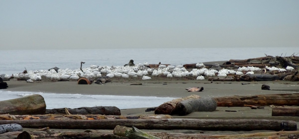 Oie des neiges - ML646767416