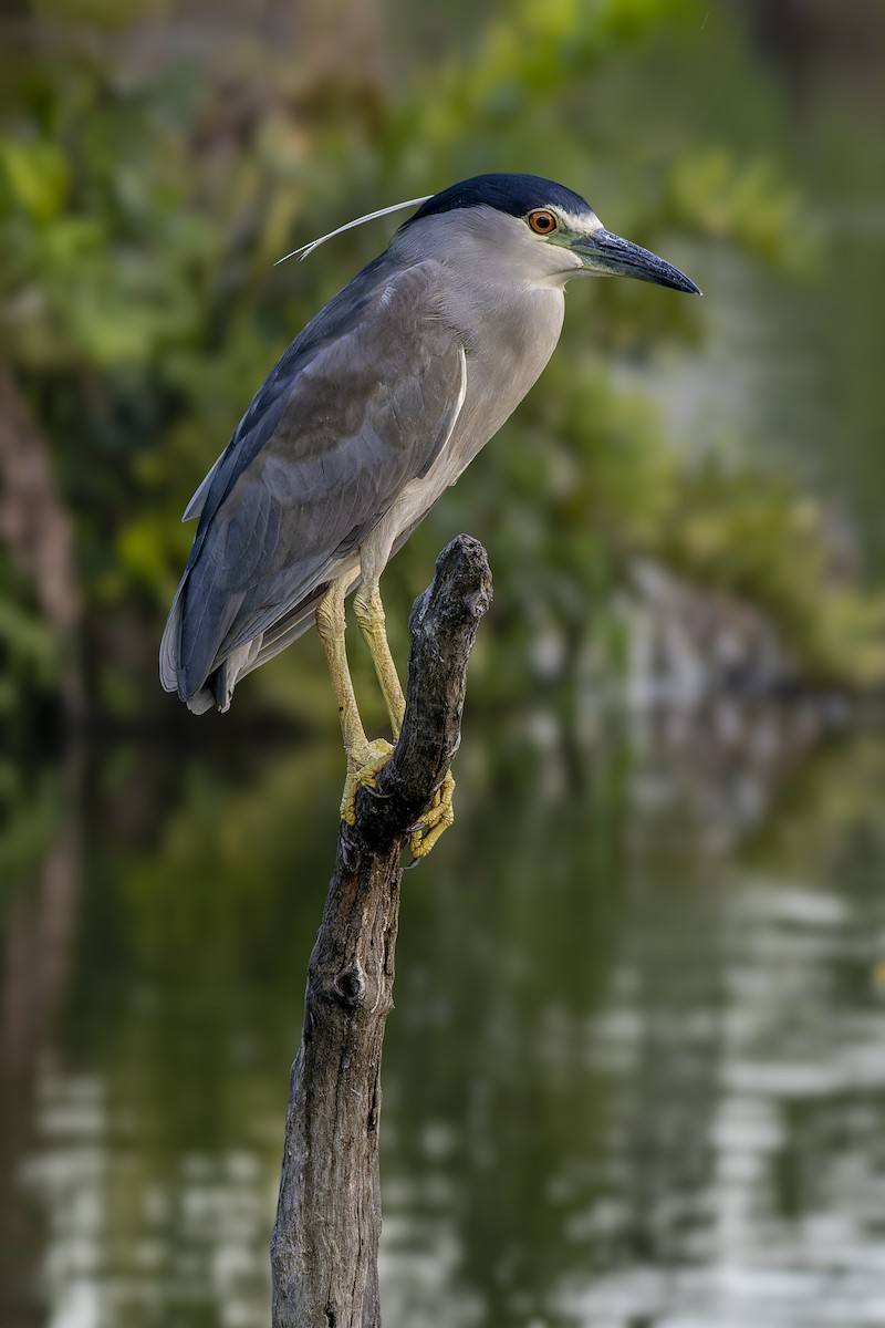 Bihoreau gris - ML646767417