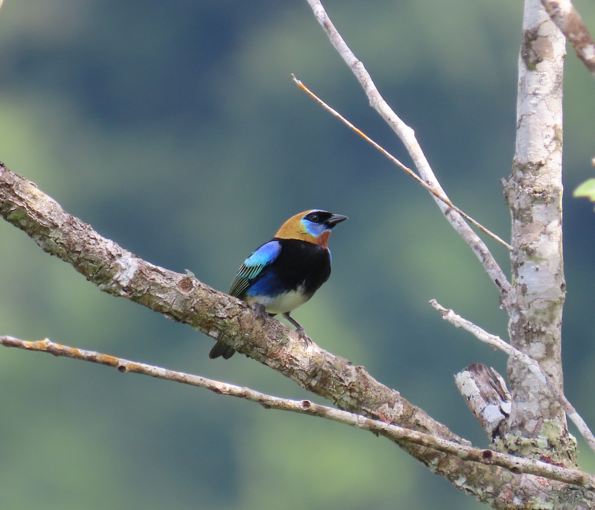 Calliste à coiffe d'or - ML646767421