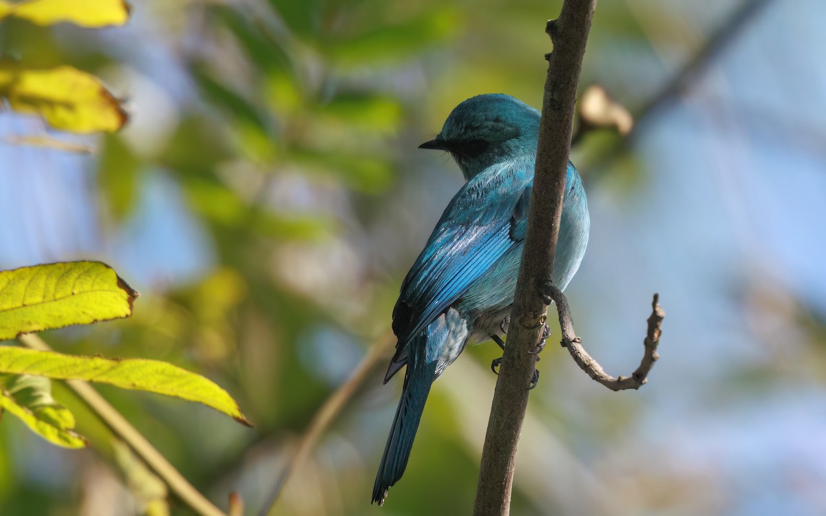 Gobemouche vert-de-gris - ML646767422