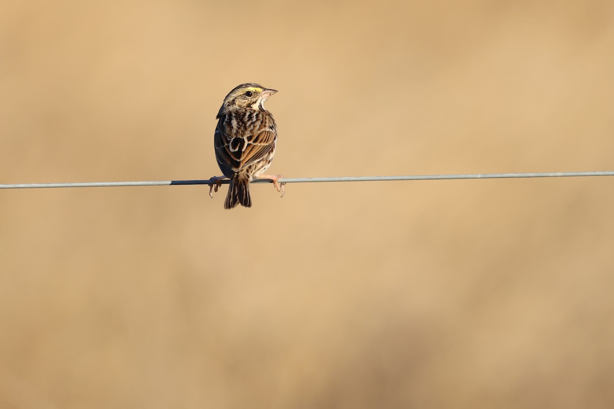 Bruant des prés - ML646767423