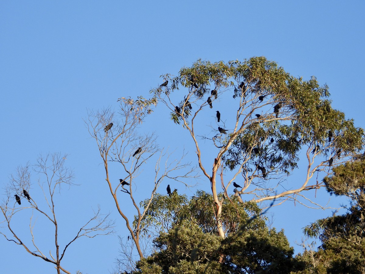 Corneille d'Amérique - ML646767424