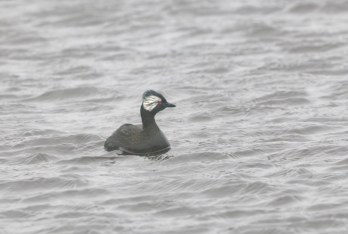 Grèbe de Rolland - ML646767426