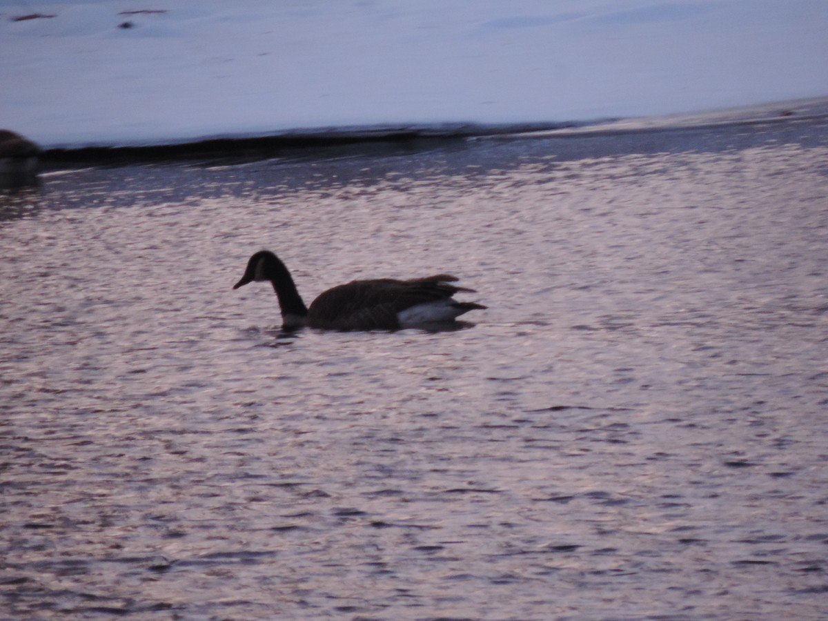 Bernache du Canada - ML646767427