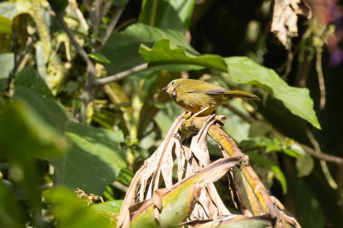 Paruline citrine - ML646767429