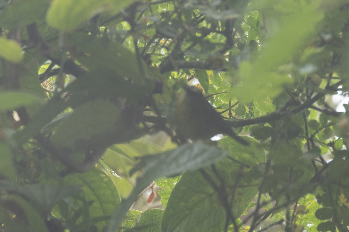 Paruline citrine - ML646767430