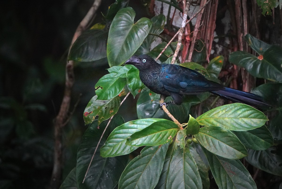 Ani des palétuviers - ML646767431