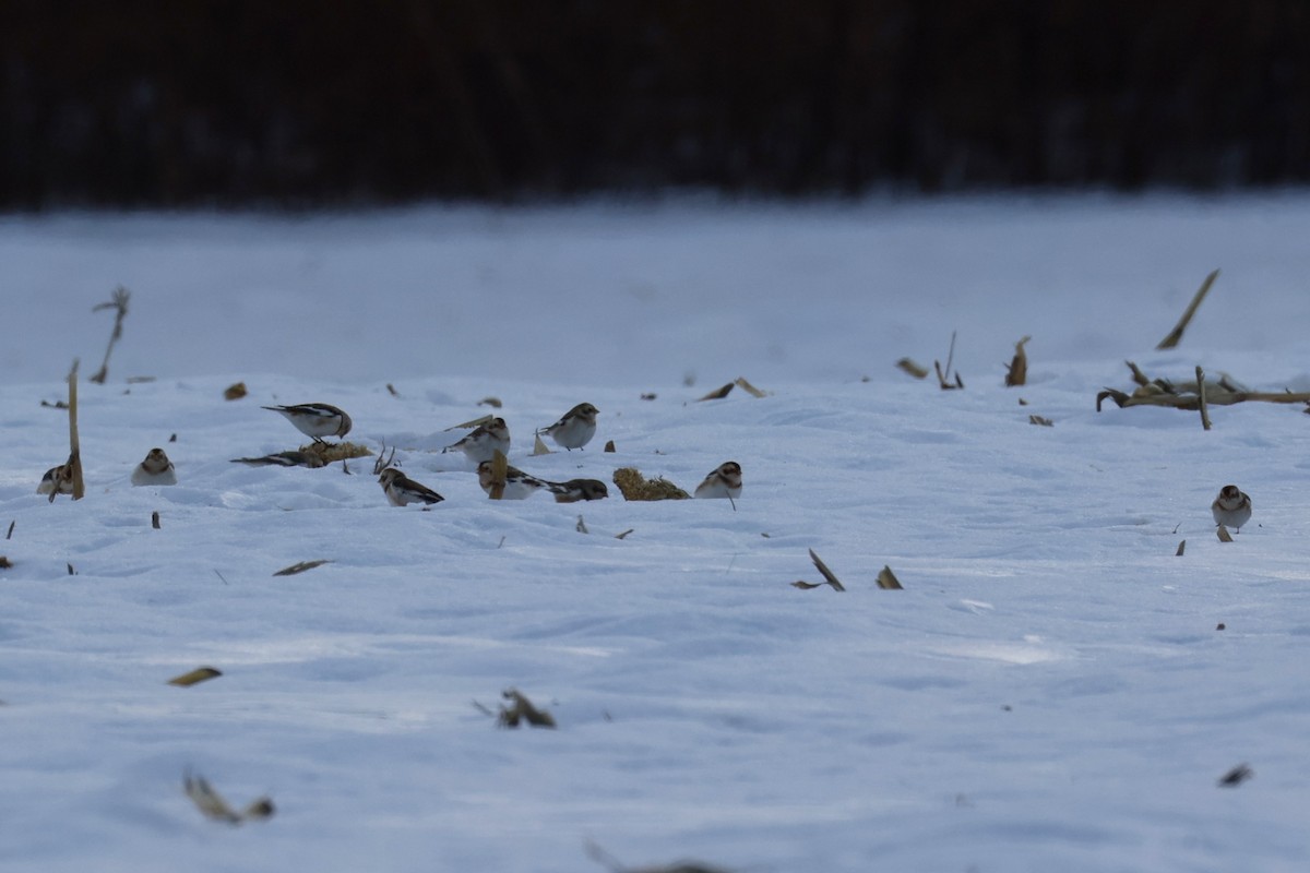 Plectrophane des neiges - ML646767432