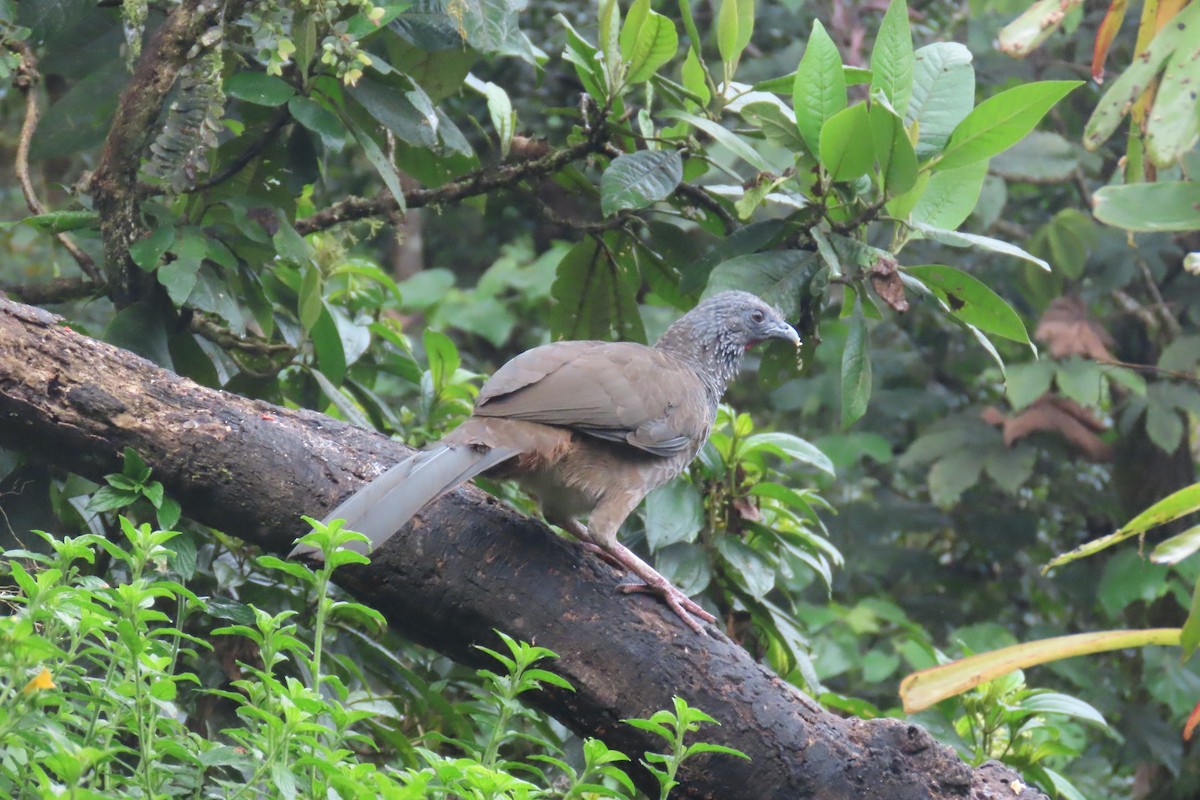 colombiahokko - ML646767437