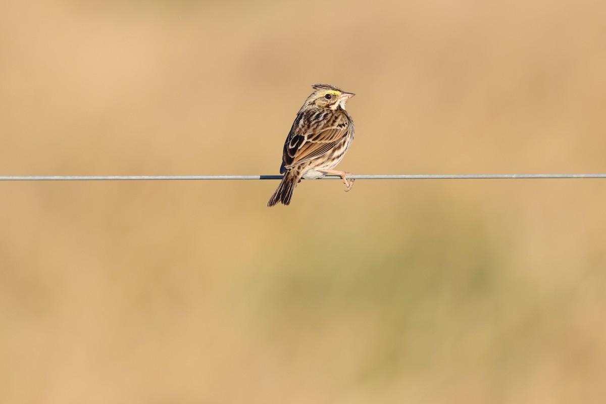 Bruant des prés - ML646767438