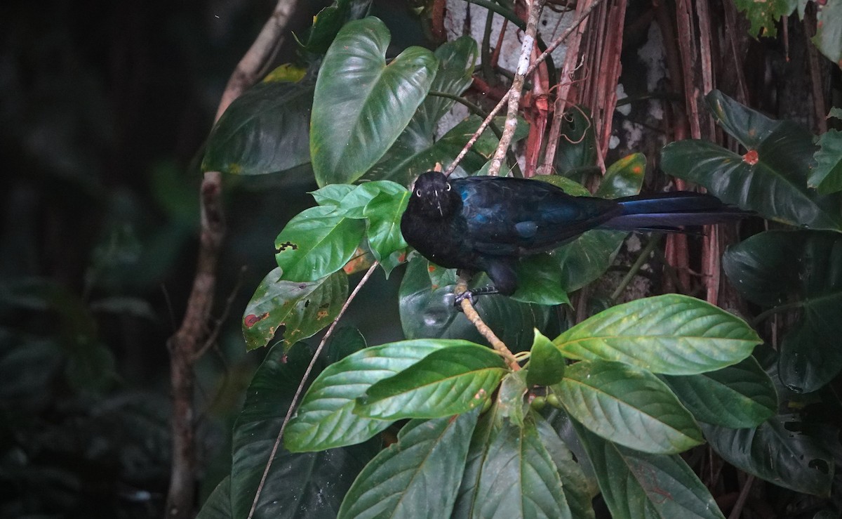 Ani des palétuviers - ML646767440