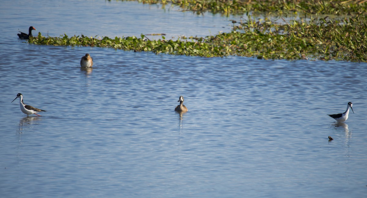 Sarcelle à ailes bleues - ML646767442