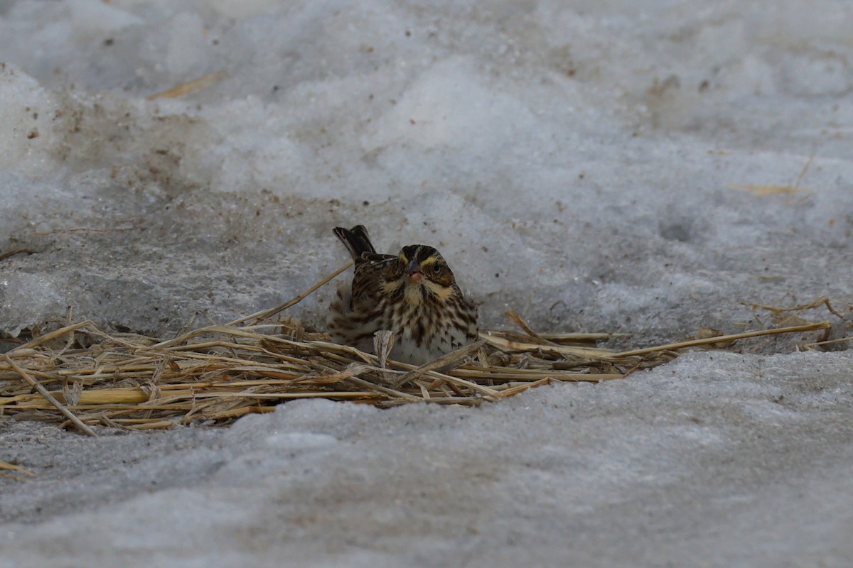 Savannah Sparrow - ML646767443