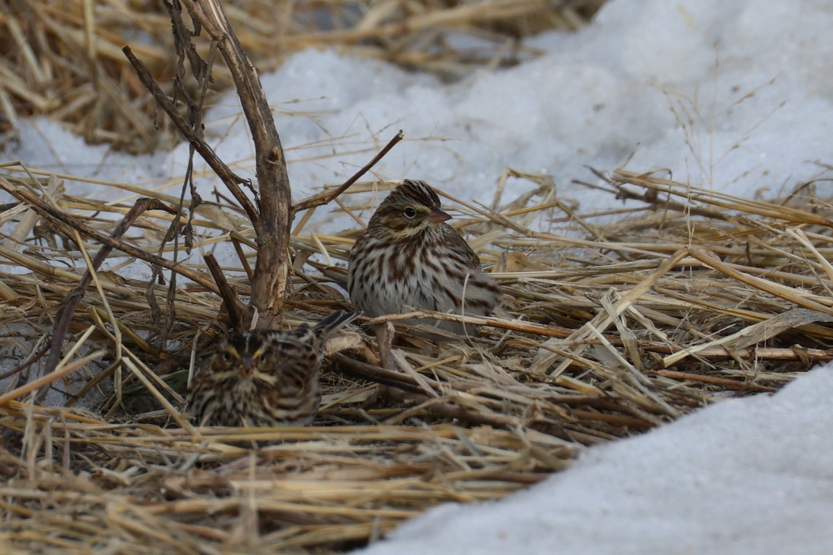 Savannah Sparrow - ML646767444