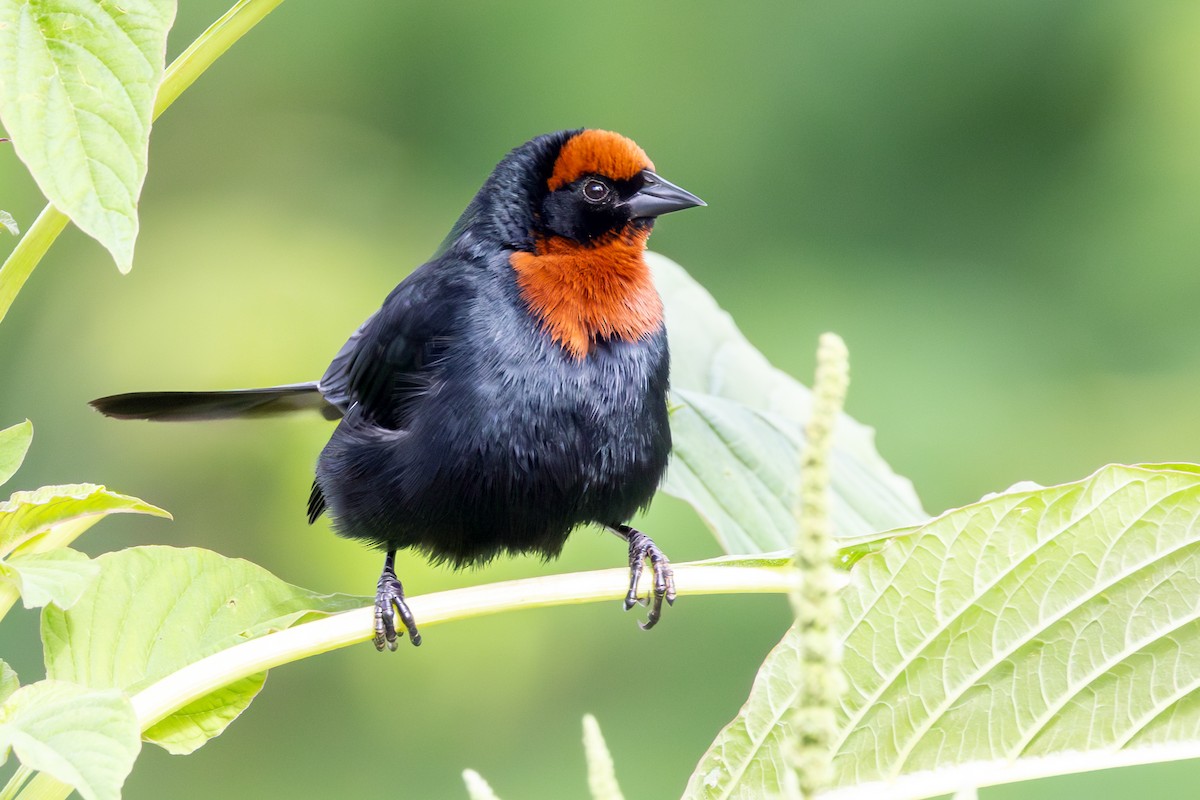 Carouge à calotte rousse - ML646767445