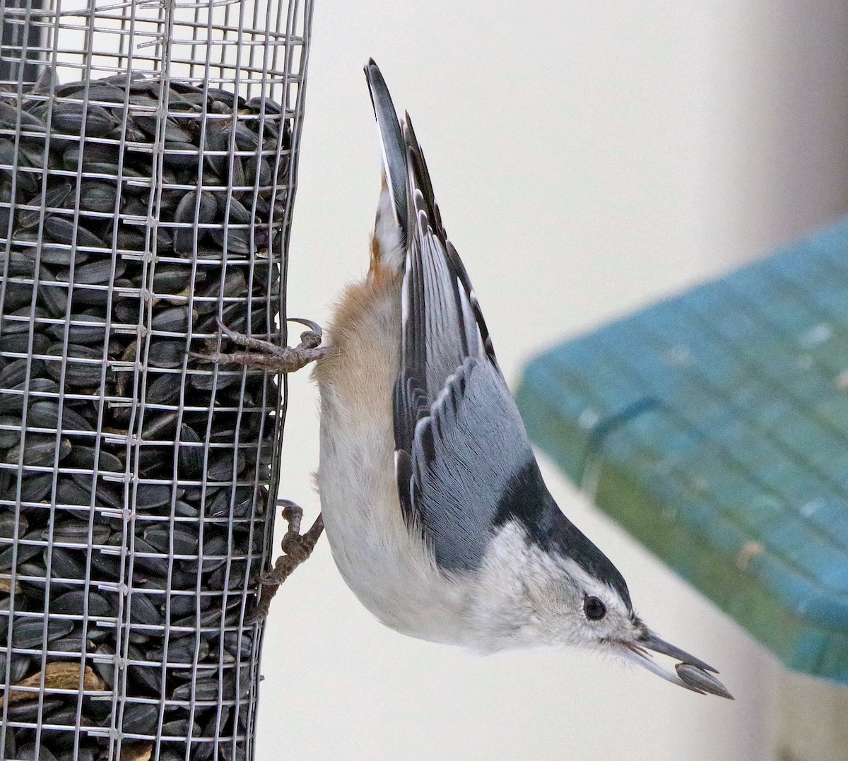 Sittelle à poitrine blanche (carolinensis) - ML646767452