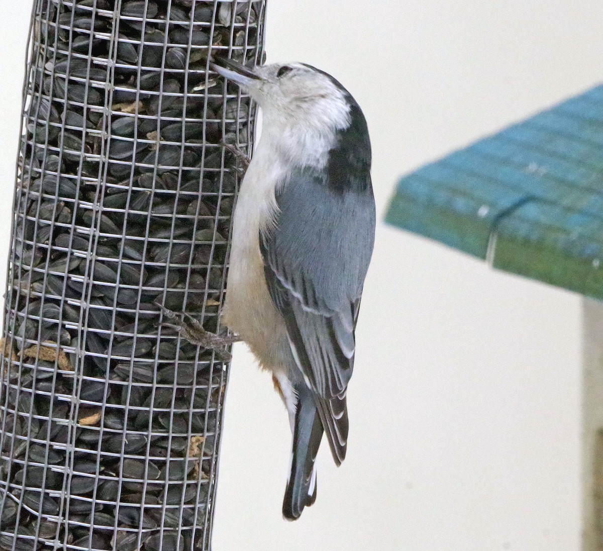 Sittelle à poitrine blanche (carolinensis) - ML646767453