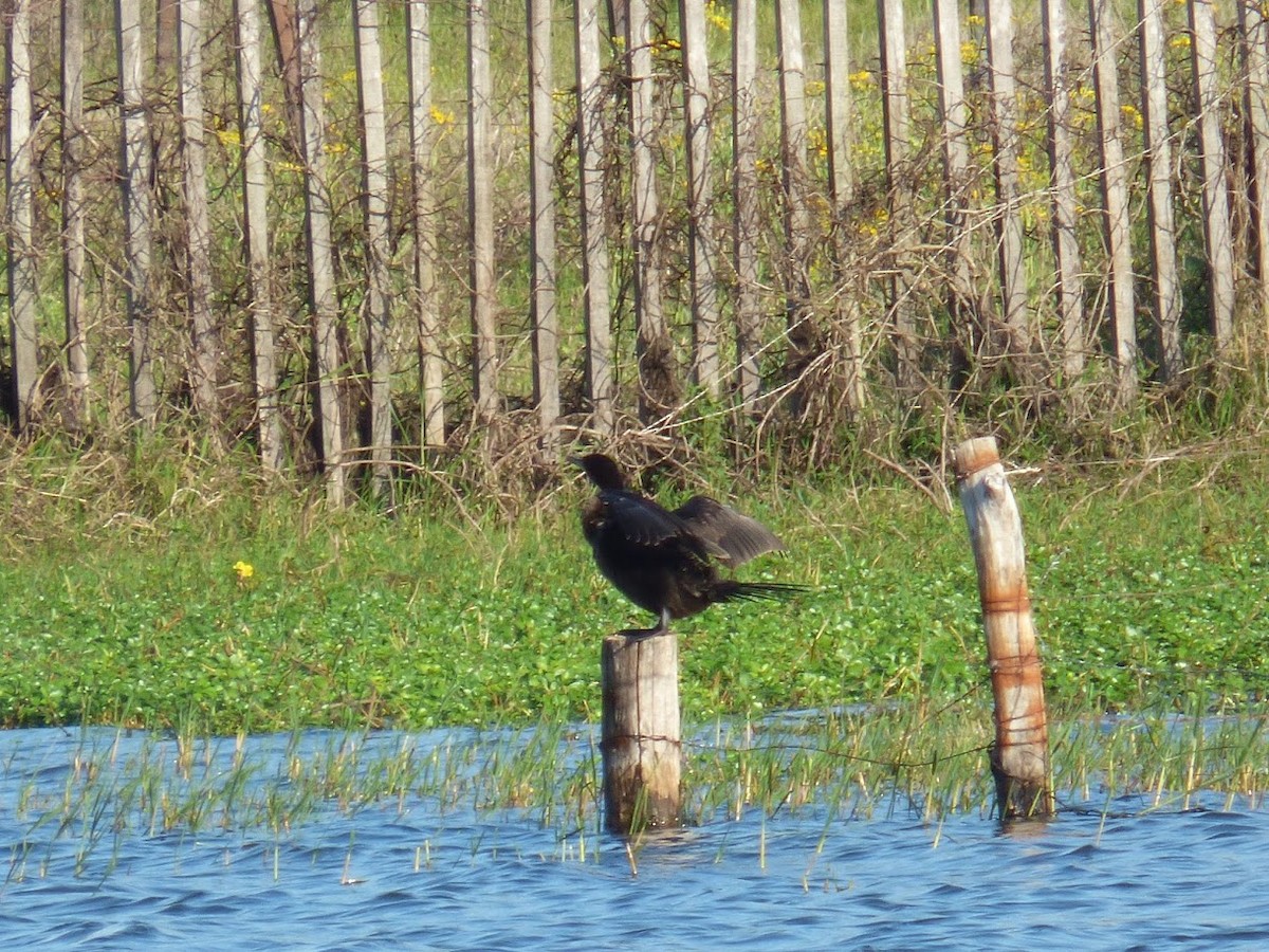 Neotropic Cormorant - ML646767460