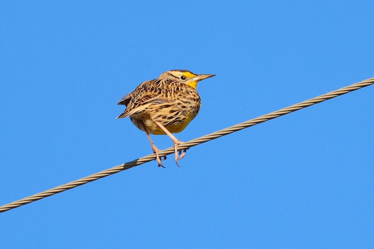 Eastern Meadowlark - ML646767462