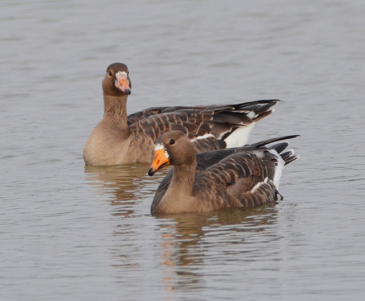 マガン - ML646767465