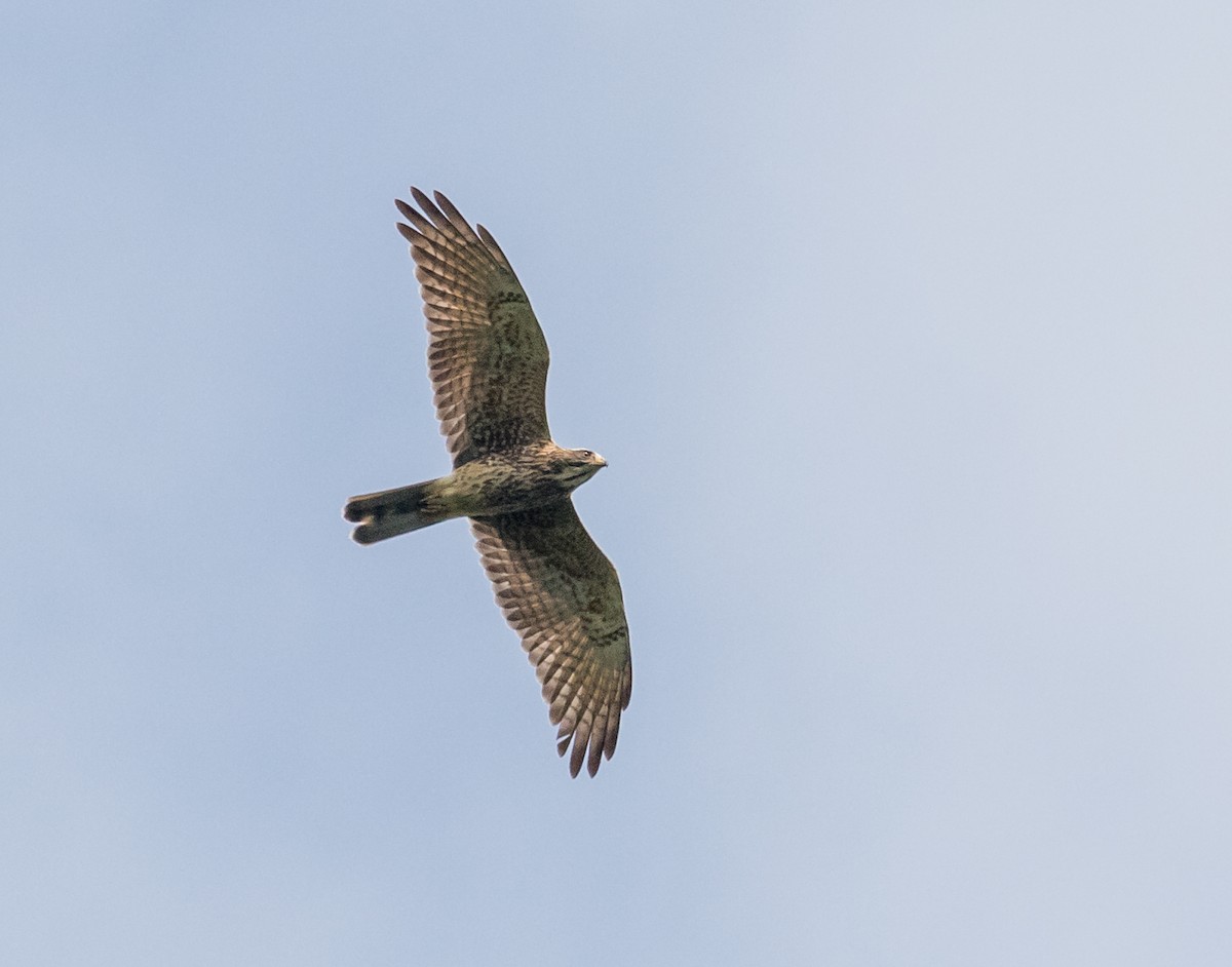 Gray-faced Buzzard - ML646767468