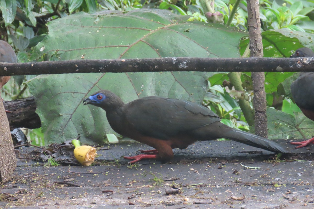 blåmaskehokko - ML646767469