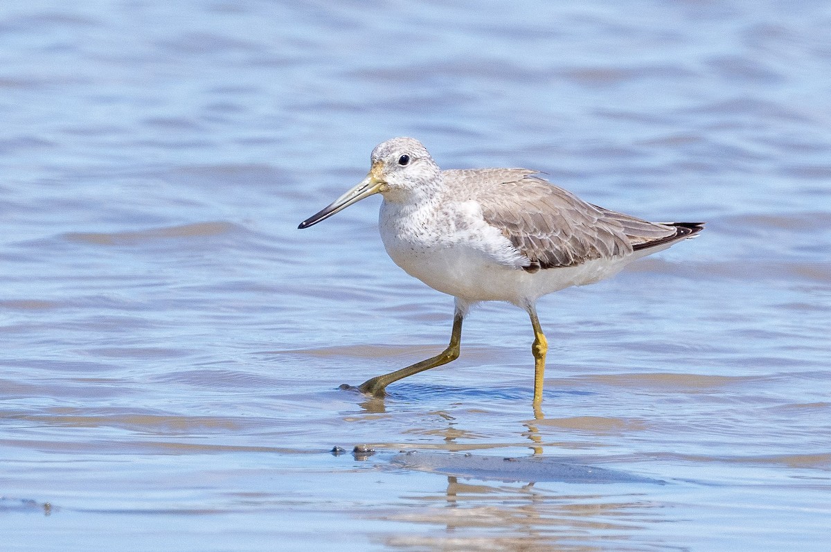 Набережник палеарктичний - ML646767477