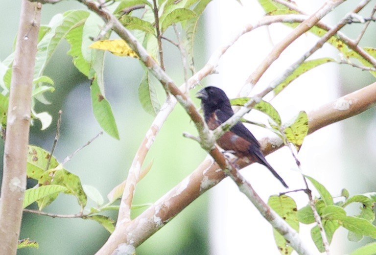 Sporophile curio - ML646767481