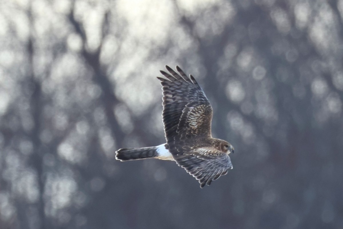Northern Harrier - ML646767482