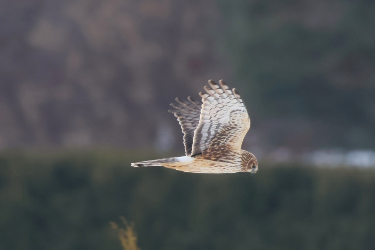Northern Harrier - ML646767483