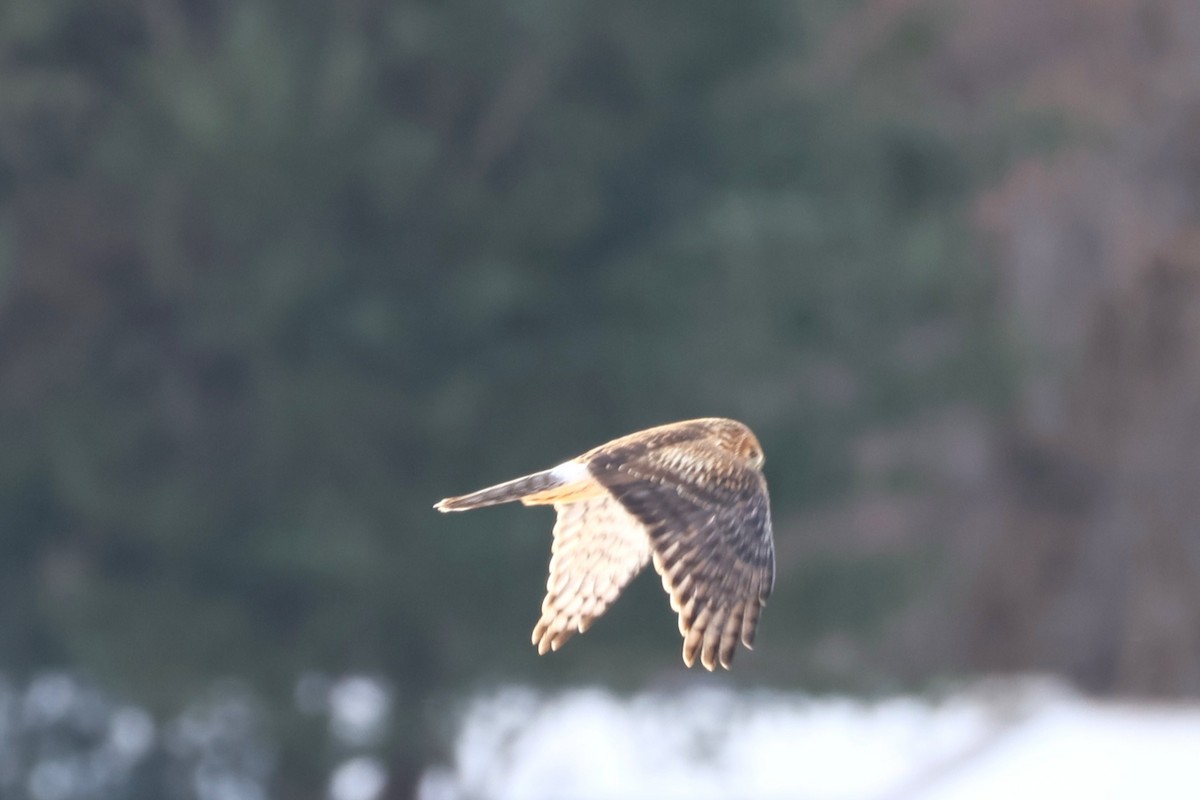 Northern Harrier - ML646767484