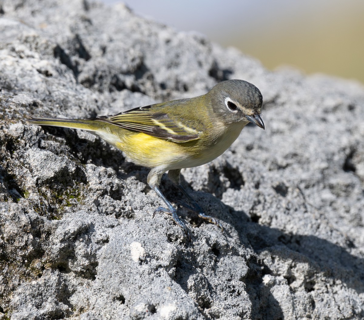 Blue-headed Vireo - ML646767485