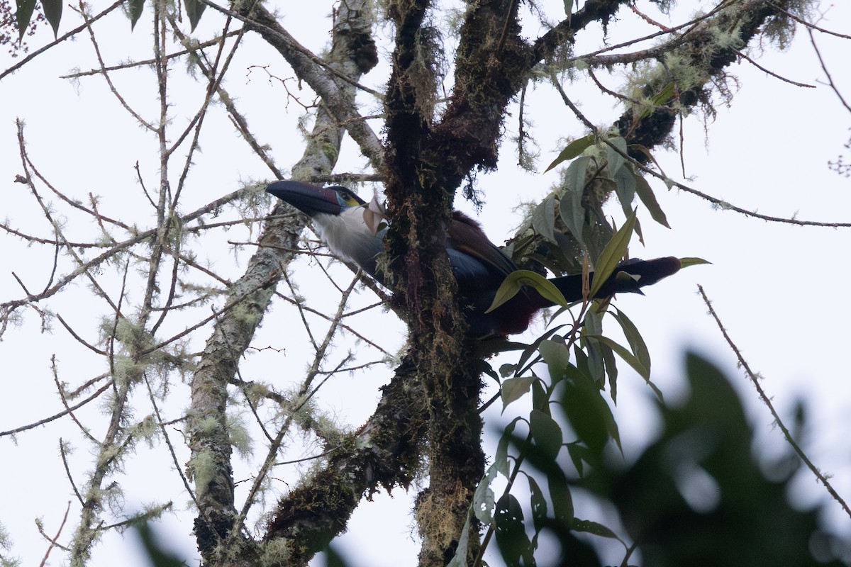 Андигена білощока - ML646767486