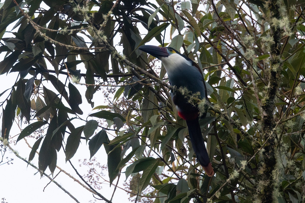 Андигена білощока - ML646767487