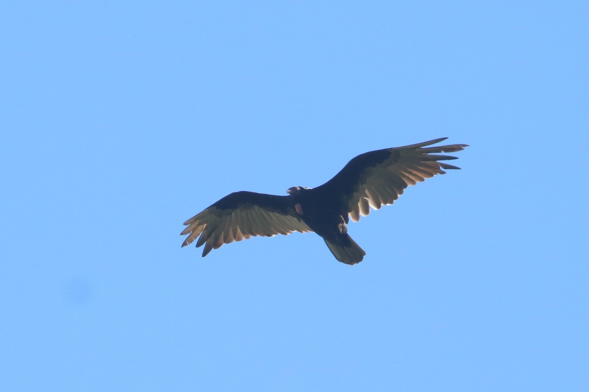 Turkey Vulture (Tropical) - ML646767494