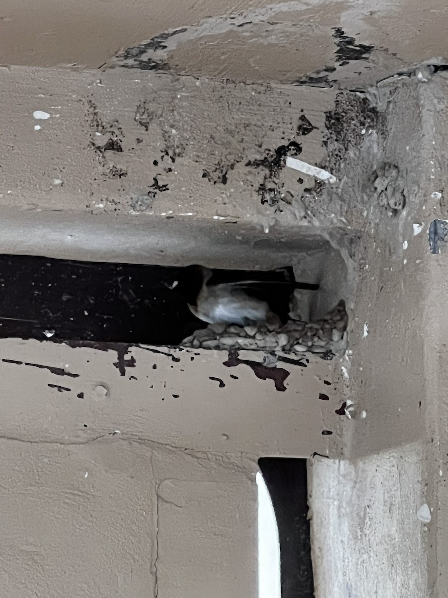 סנונית אמריקנית - ML646767496