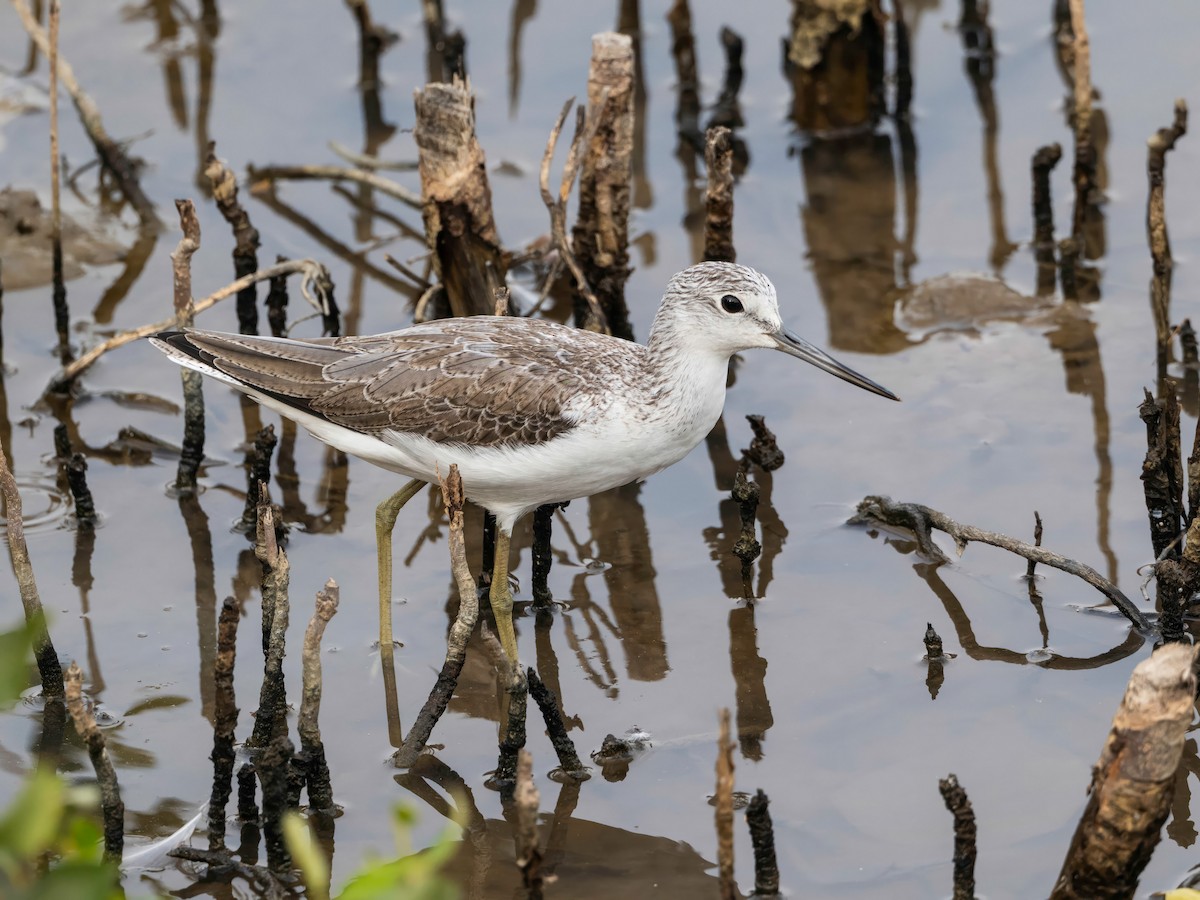 Большой улит - ML646767497