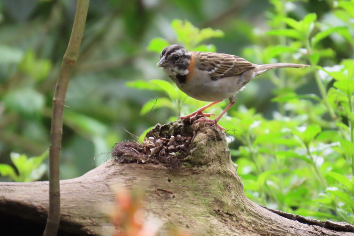 rustkragespurv - ML646767498