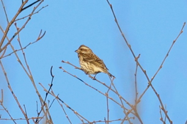 Purple Finch - ML646767499