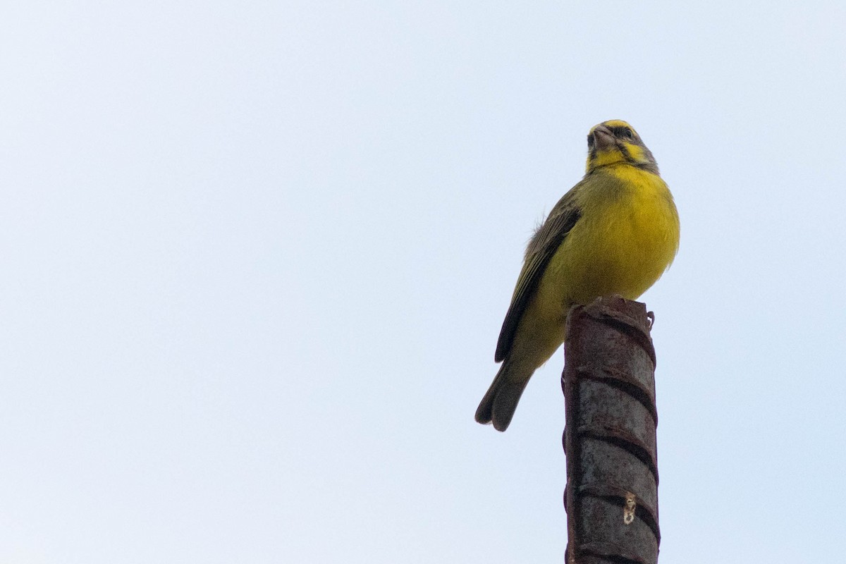 Mosambikgirlitz - ML646767501