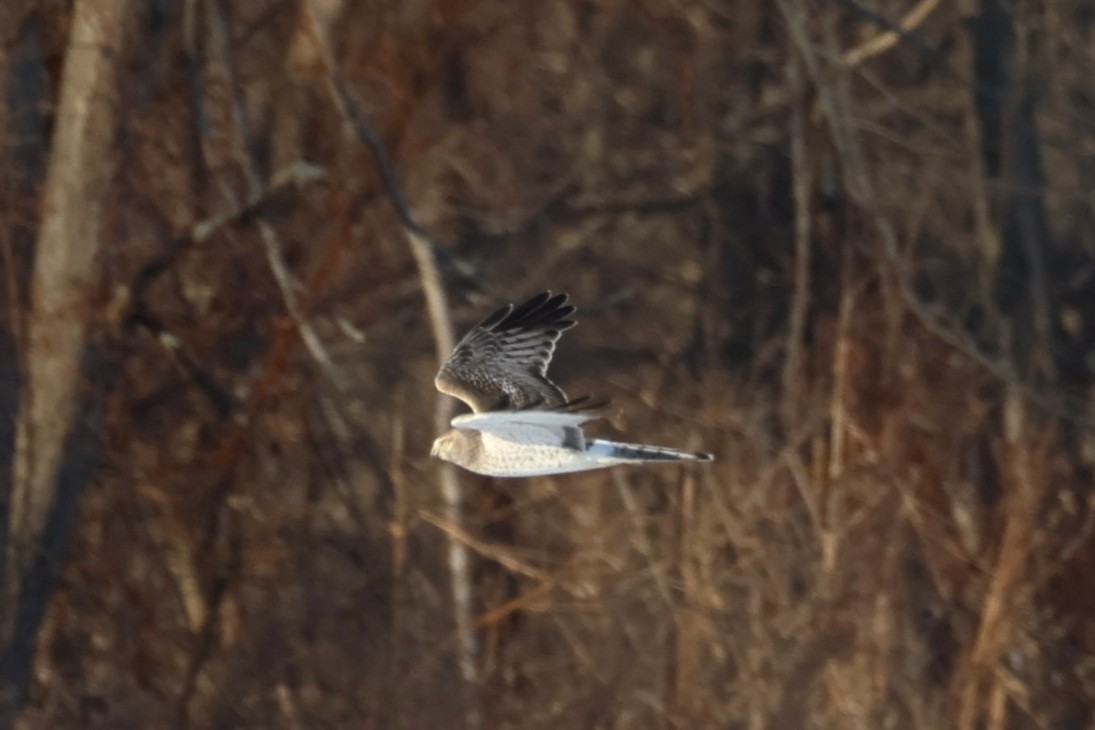 Northern Harrier - ML646767502