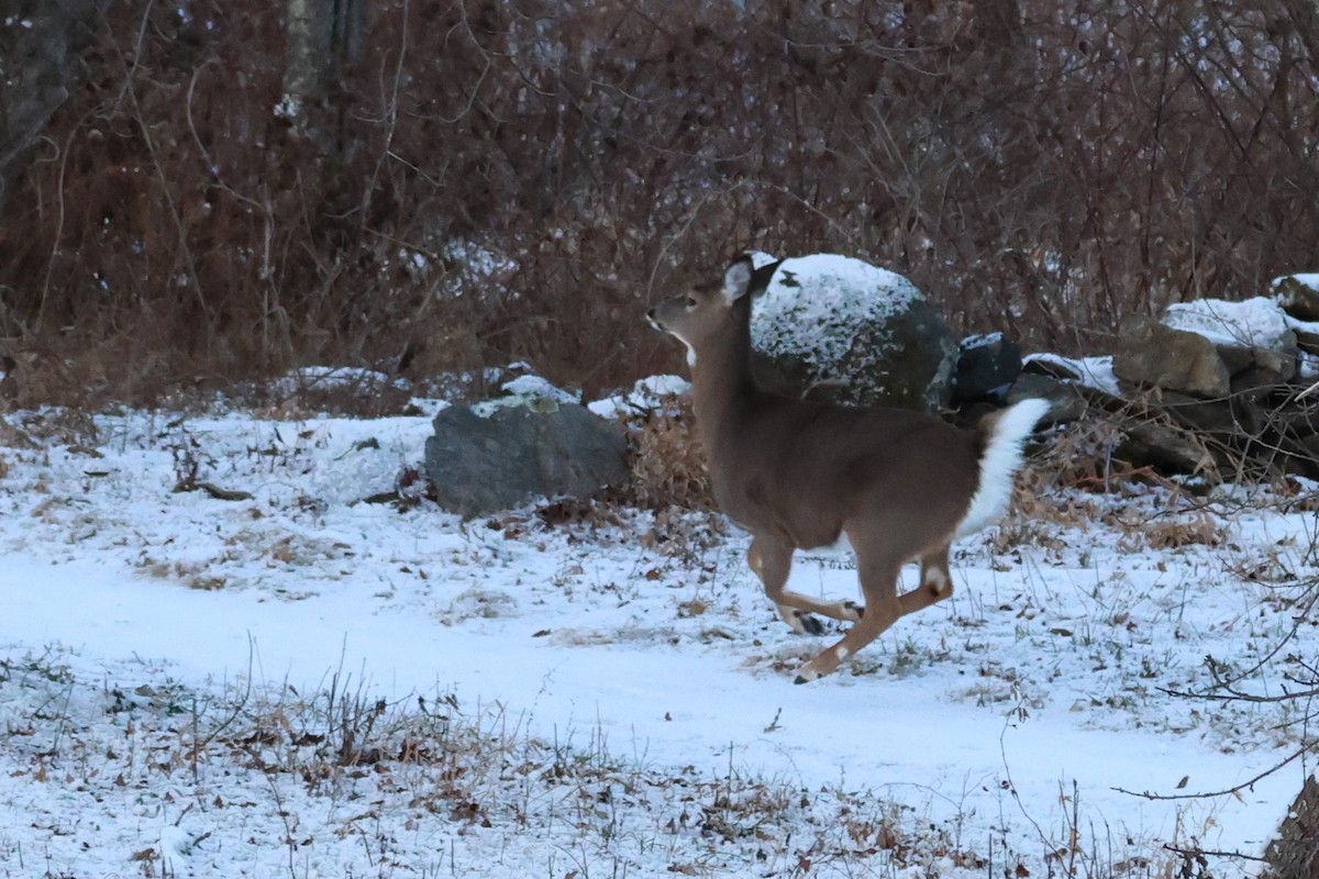 Белохвостый олень - ML646767506
