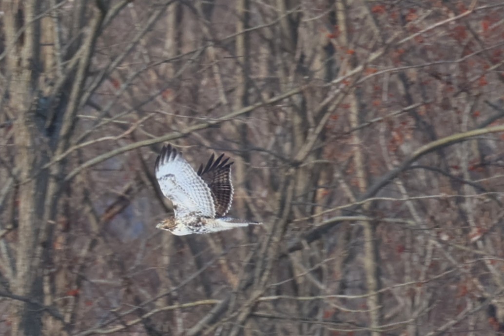 Red-tailed Hawk - ML646767507