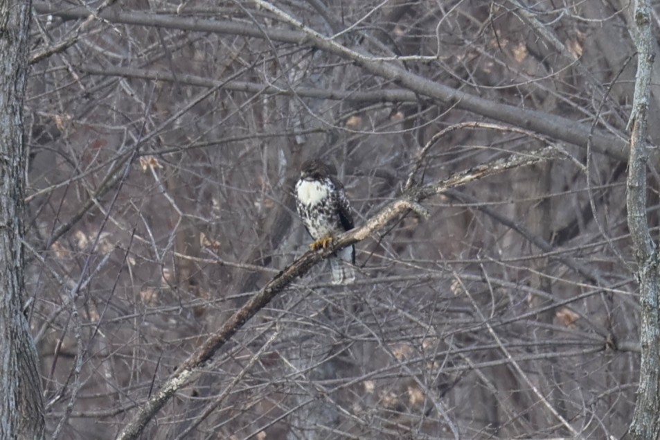 Red-tailed Hawk - ML646767508